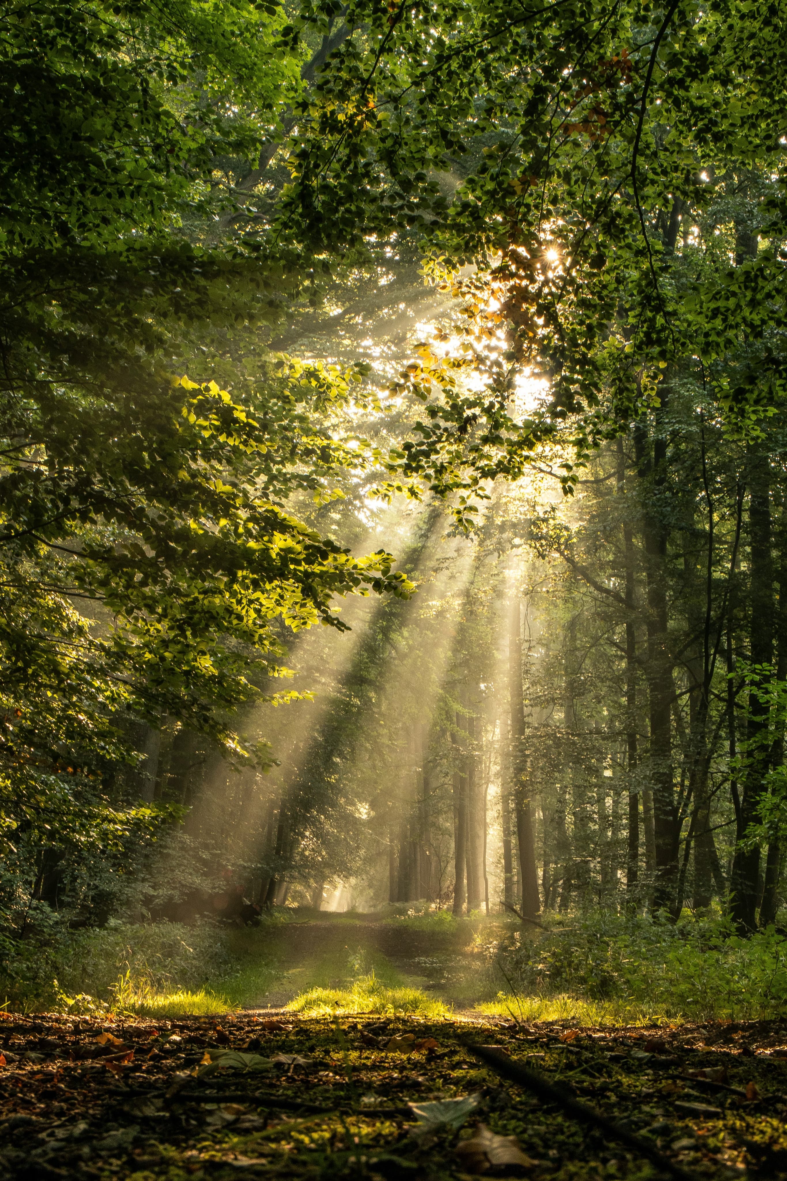 forest path