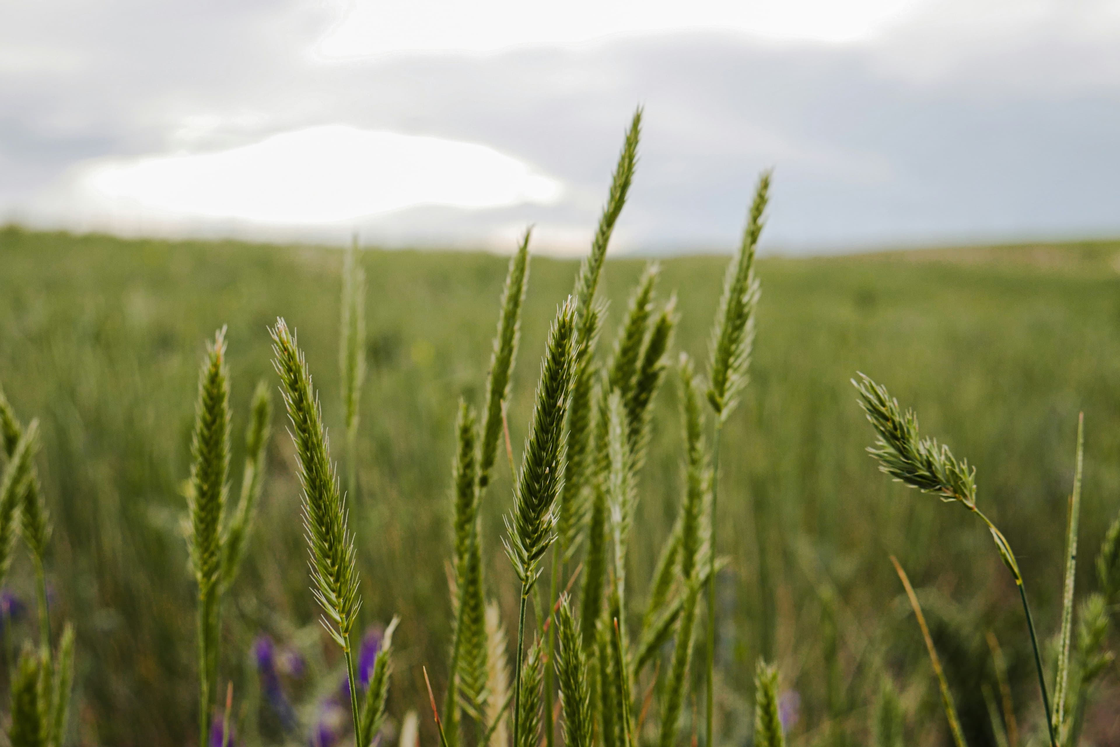 grasses
